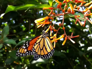 Butterfly Garden, Grevenmacher