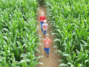 Wistow Maze