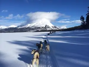 Boreal Kennels - Yukon Dog Sledding Adventures