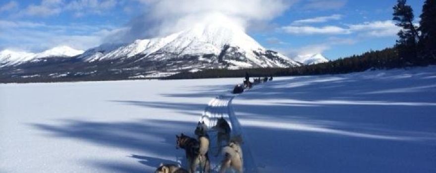 Boreal Kennels - Yukon Dog Sledding Adventures