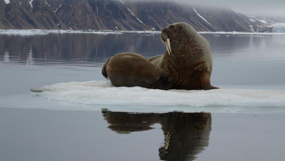 Arctic Adventures