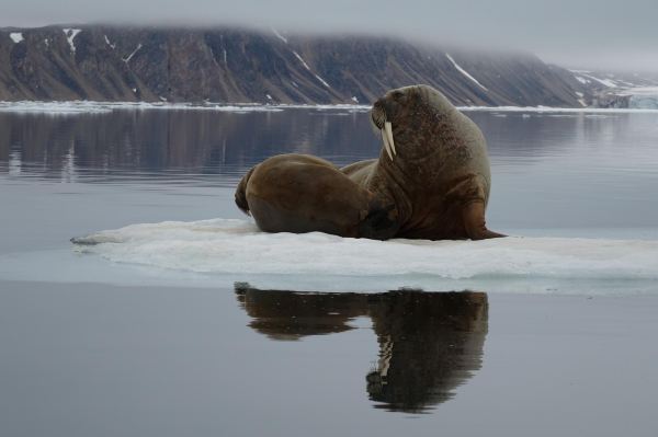 Arctic Adventures
