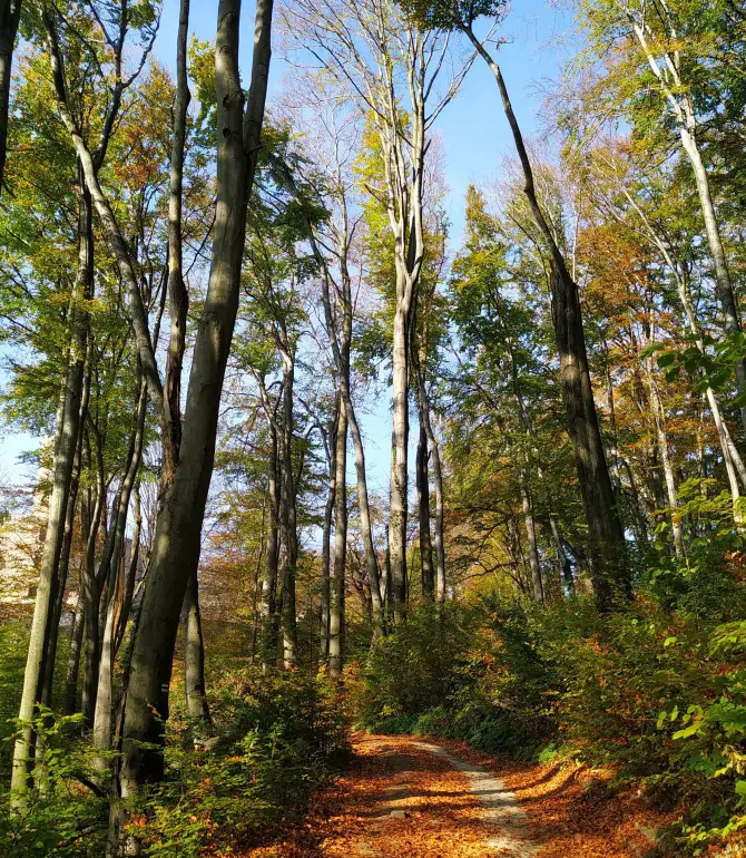 Wygielzow