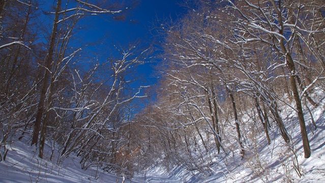 Nature Kids Forest House