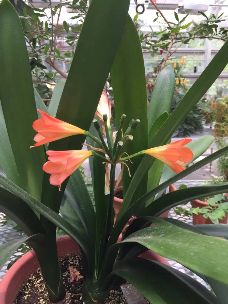 Hotels in der Nähe von Liberty Hyde Bailey Conservatory