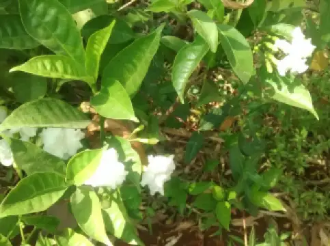 Native Biodiversity Garden