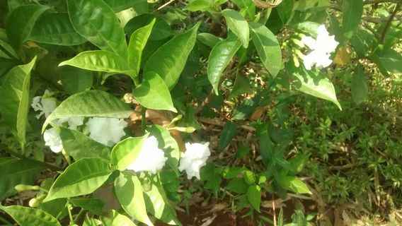 Native Biodiversity Garden