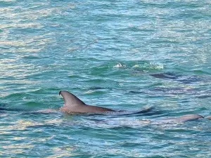 Dolphins Down Under