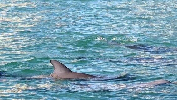 Dolphins Down Under