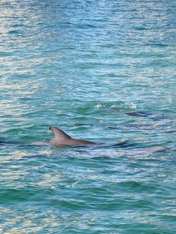 Dolphins Down Under
