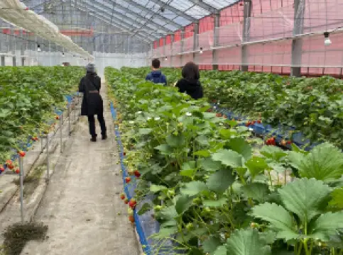 Minakami Fruits Land Mogitore (former DoleLand)