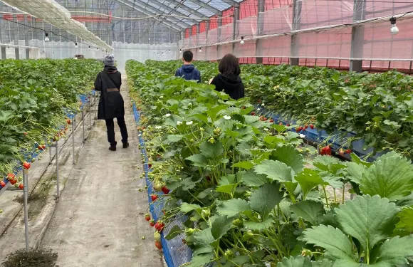 Minakami Fruit Land Mogitore