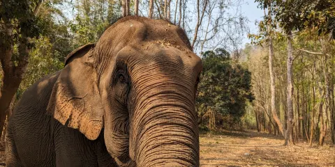 Elephant EcoValley