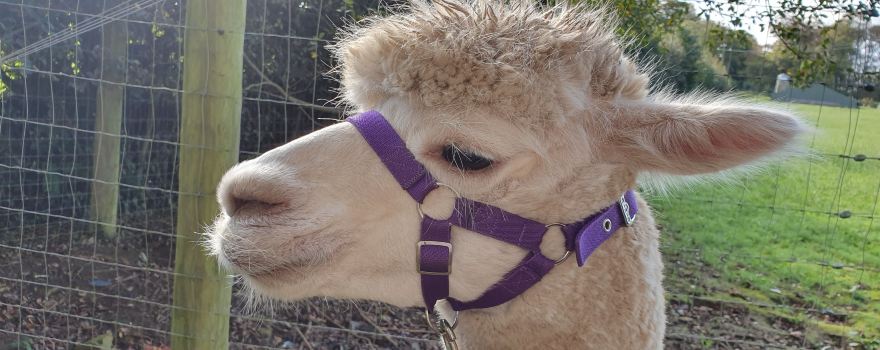 Cadenza Alpacas TLC
