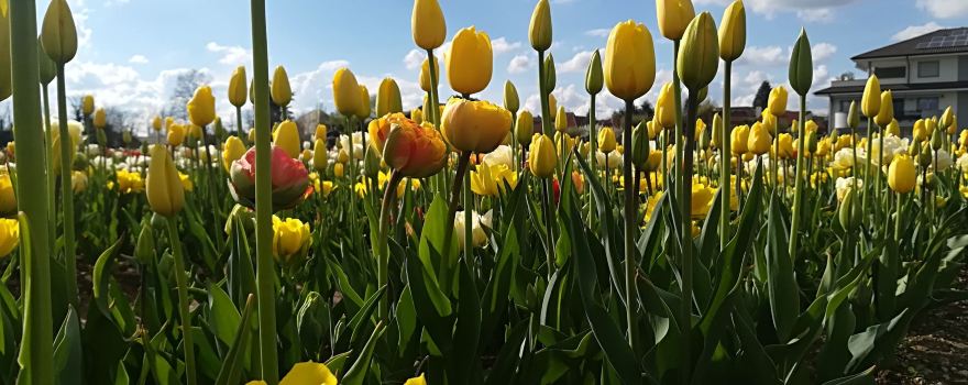 Tulipani Italiani