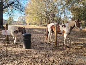 Ballyhoo Petting Zoo