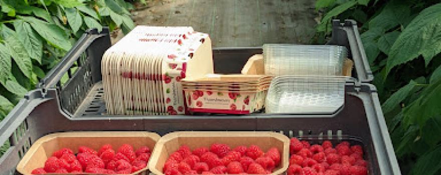 FRUIT'ART