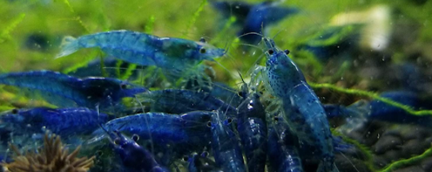 AQUARIUM FISH