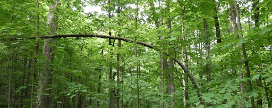 Fred Dill Wildlife Sanctuary