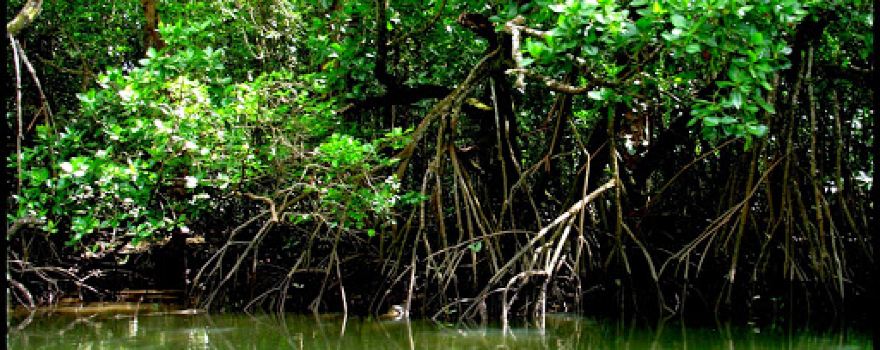Daintree River Fishing & Photography Tours