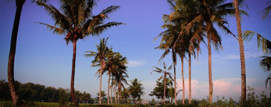 Sawah Kerjo Ponjong