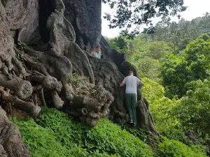 Poilone, Kapoktree