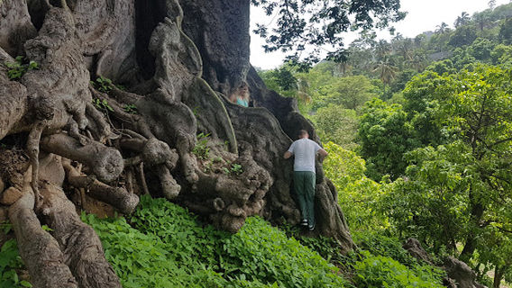 Poilão Park, Kapok tree