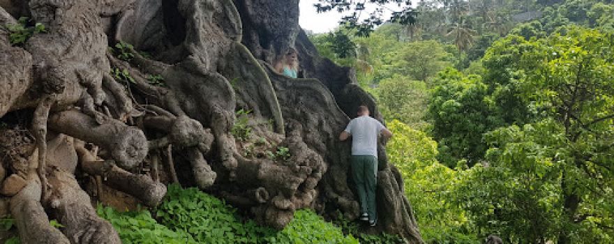 Poilone, Kapoktree