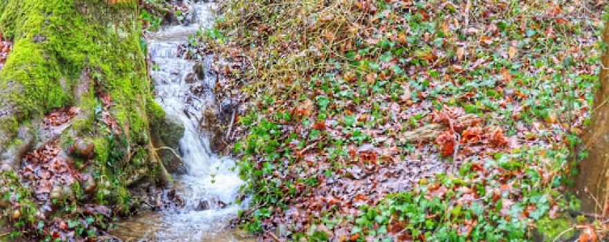 Bois des Templiers