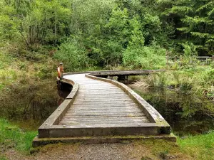 Cwm Rhaeadr Forest