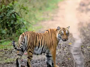 Corbett Tiger Reserve