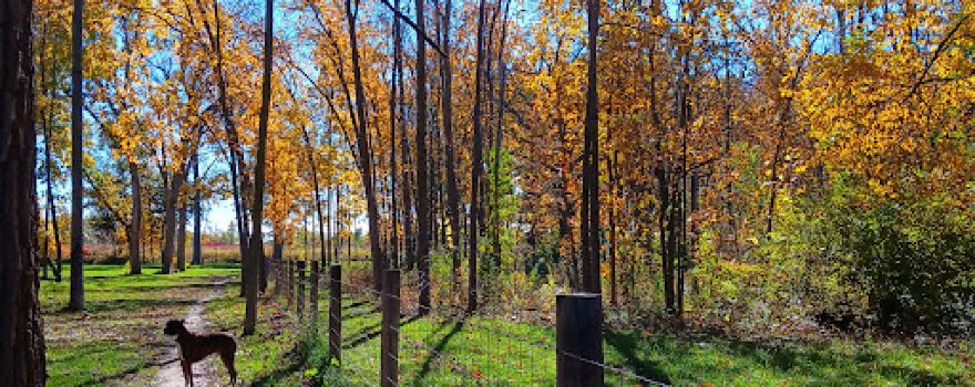 McFarland Dog Park