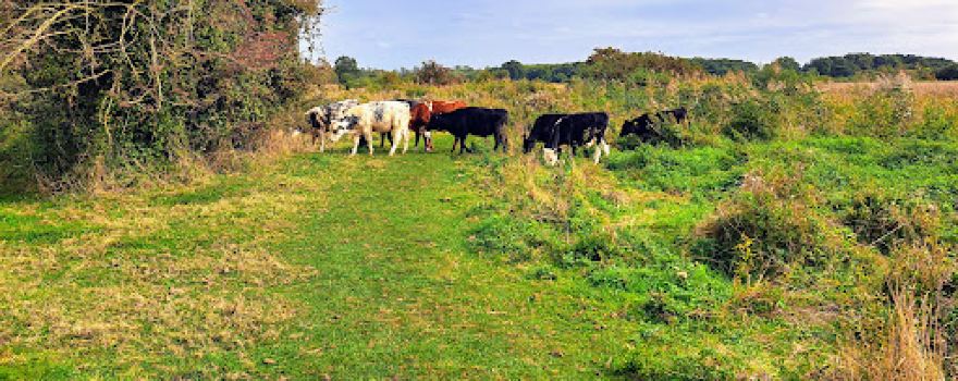 Redgrave and Lopham Fen