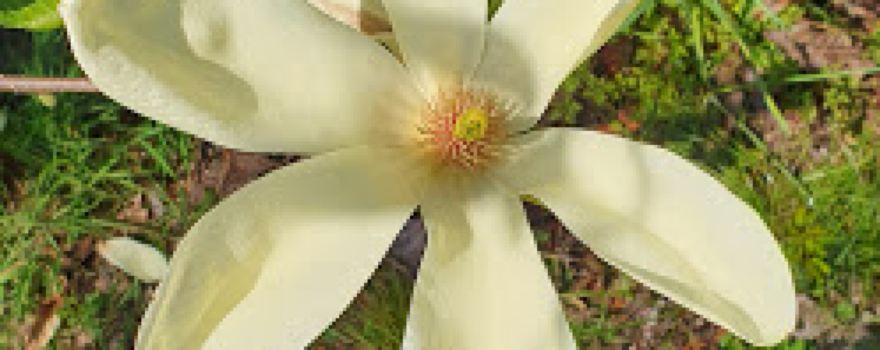 The Willoughbridge Garden Trust