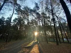 Park im. Włodzimierza Skarbek-Borowskiego