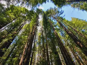 The Magic Forest
