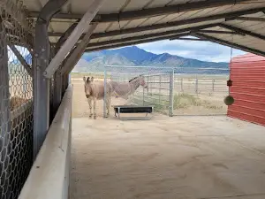 Scipio Petting Zoo