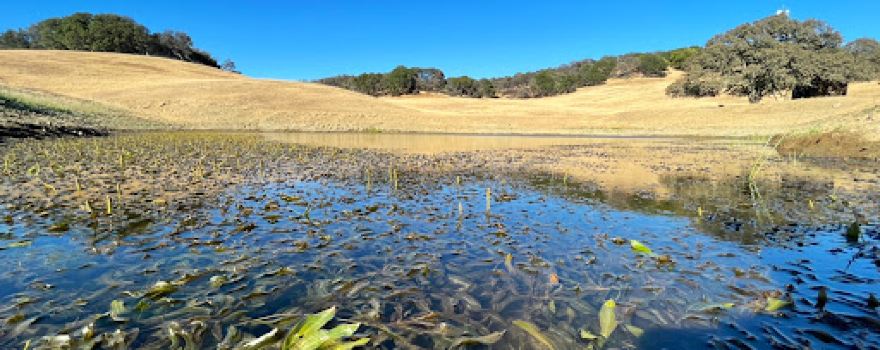 Morgan Territory Regional Preserve