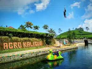 Perkebunan Nusantara IX Kebun Kaligua. PT
