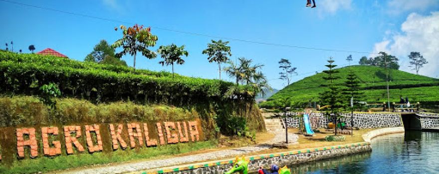 Perkebunan Nusantara IX Kebun Kaligua. PT