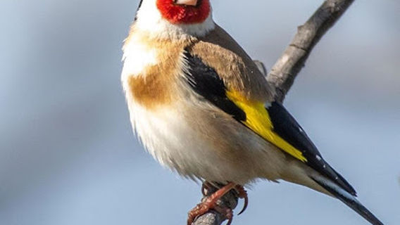 Petstock Country Devonport