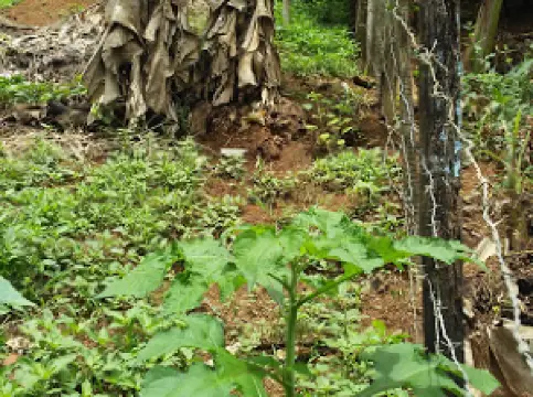 Rodeio Ornélio Freire De Carvalho