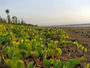 Chikhala Beach
