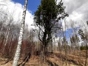 RMK Lõunalaagri lõkkekoht