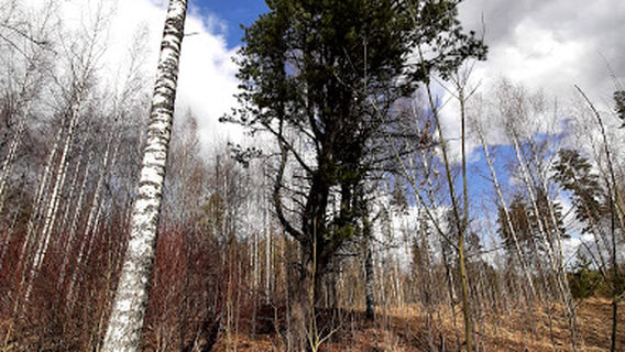 RMK Lõunalaagri lõkkekoht