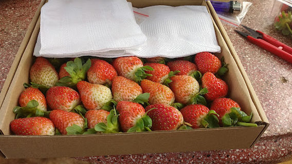 Hái dâu Tây & Atiso tại vườn Otome Đà Lạt Farm