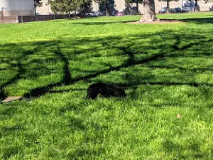 Sam Brannan Public Park