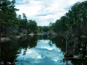 I'on Swamp Interpretive Trail