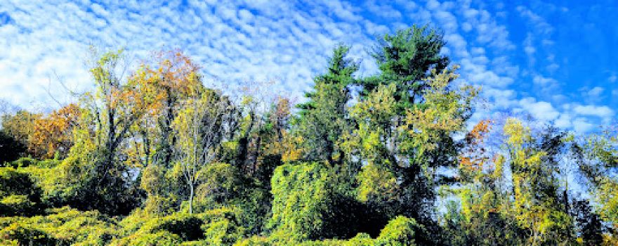 Welwyn Preserve