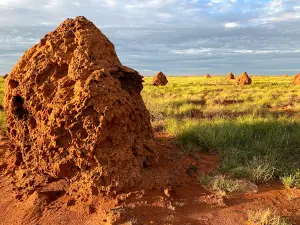 Termite Mound viewing area